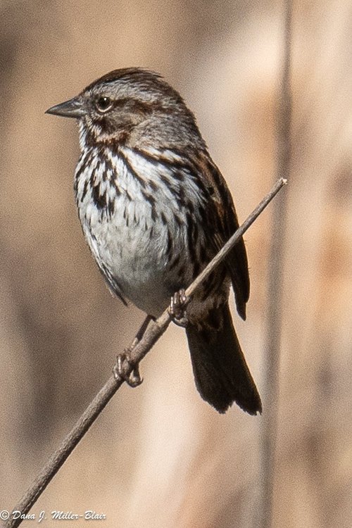 Roomy/song sparrow：美品CD How to Know the Birds: No. 83, An Unusual Song Sparrow - American